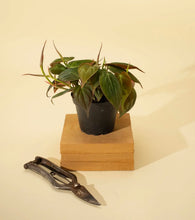 Load image into Gallery viewer, 4” PHILODENDRON MICANS