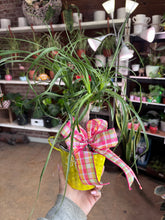 Load image into Gallery viewer, 4” PONYTAIL PALM IN SPRING POT WITH BOW