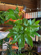 Load image into Gallery viewer, LARGE 6” FATSIA ARALIA