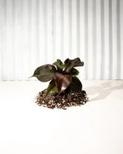 Load image into Gallery viewer, 4&quot; Philodendron &#39;red Heart&#39;