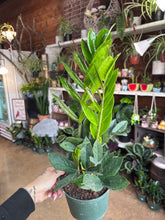 Load image into Gallery viewer, LARGE 6” ZZ PLANT
