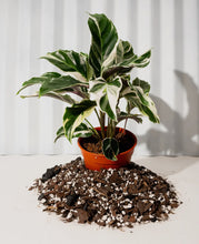 Load image into Gallery viewer, Calathea &#39;fusion White&#39;