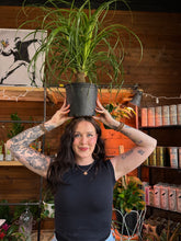 Load image into Gallery viewer, BIG PONYTAIL PALM
