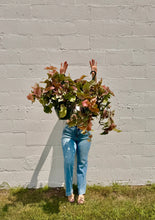 Load image into Gallery viewer, LARGE SYNGONIUM BASKET