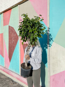 10” FICUS BENJAMINA