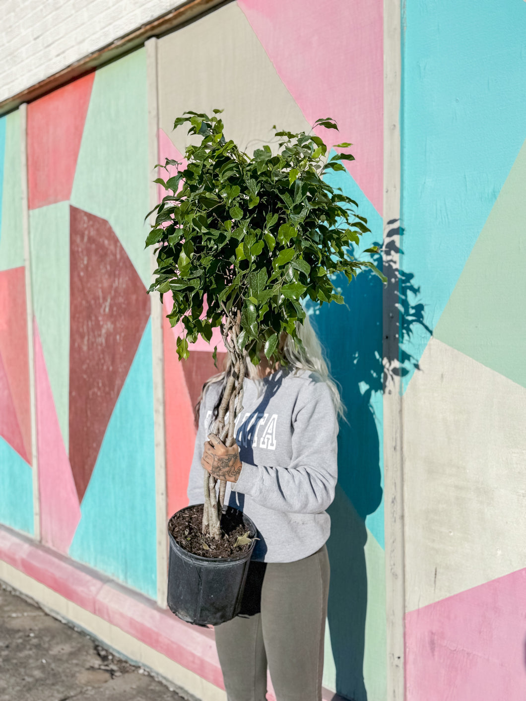 10” FICUS BENJAMINA