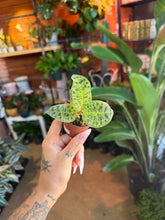 Load image into Gallery viewer, Jewel Orchid 'macodes Petola'