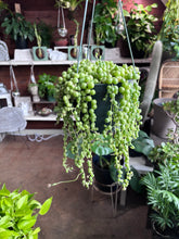 Load image into Gallery viewer, 6” FULL STRING OF PEARLS