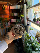 Load image into Gallery viewer, LIVING STONES/LITHOPS IN CERAMIC CONTAINER