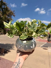 Load image into Gallery viewer, GORGEOUS PEARL N JADE POTHOS IN WHITE CERAMIC POT