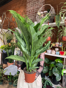 LARGE DIEFFENBACHA