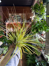 Load image into Gallery viewer, XL GREEN AIR PLANT