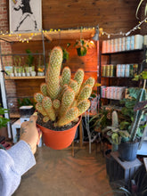 Load image into Gallery viewer, 6” GOLD LACE CACTUS