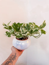 Load image into Gallery viewer, GORGEOUS PEARL N JADE POTHOS IN WHITE CERAMIC POT