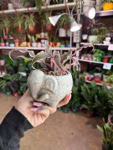 ELEPHANT PLANTER WITH PINK EARTH STAR PLANT