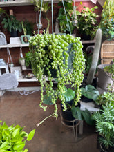 Load image into Gallery viewer, 6” FULL STRING OF PEARLS