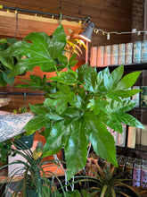 Load image into Gallery viewer, LARGE 6” FATSIA ARALIA