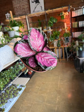 Load image into Gallery viewer, 6” CALATHEA ROSEY