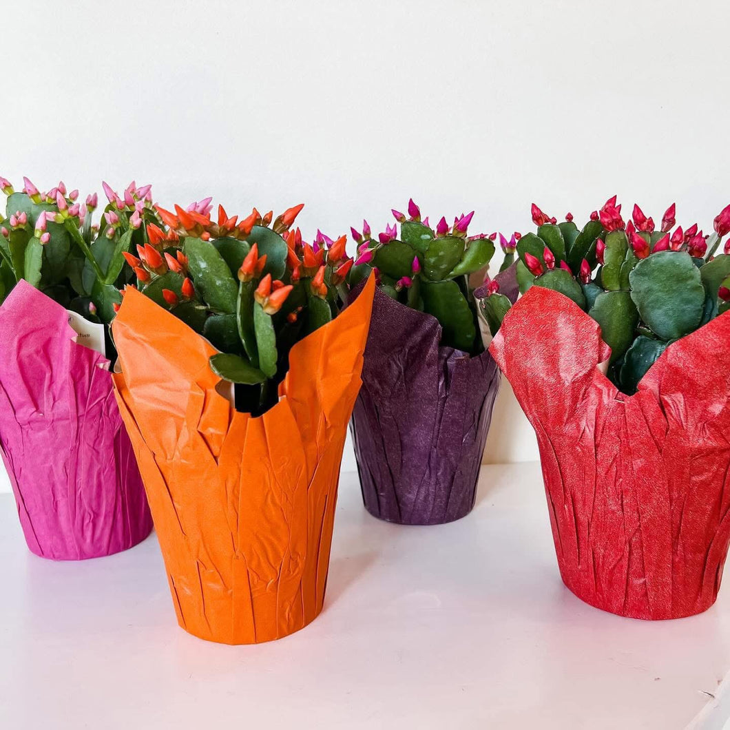 4” EASTER CACTUS