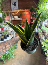 Load image into Gallery viewer, 6” SANSEVIERIA GOLD FLAME