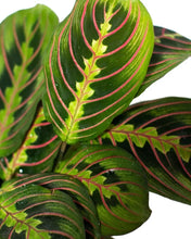 Load image into Gallery viewer, 4” RED PRAYER PLANT/MARANTA