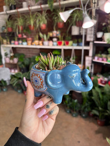 BLUE ELEPHANT PLANTER WITH HAWORTHIA