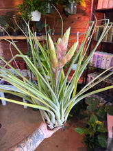 Load image into Gallery viewer, HUGE AIR PLANT WITH BLOOM