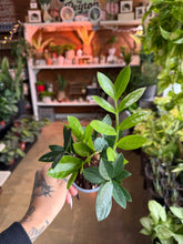 Load image into Gallery viewer, 4” ZZ PLANT