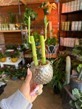 Load image into Gallery viewer, LUCKY BAMBOO IN VOTIVE