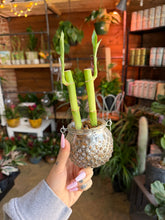 Load image into Gallery viewer, LUCKY BAMBOO IN VOTIVE