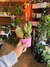 Load image into Gallery viewer, CACTI TRIO ASSORTMENT HOT BUY