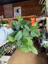 Load image into Gallery viewer, 6” FULL SATIN POTHOS
