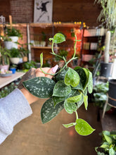 Load image into Gallery viewer, 4” SATIN POTHOS