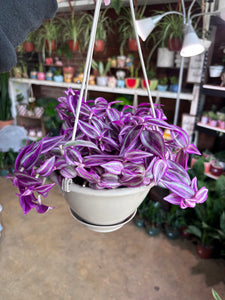 TRADESCANTIA PINK PARADISE 6" BASKET