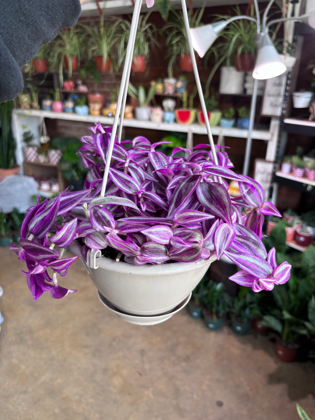 TRADESCANTIA PINK PARADISE 6