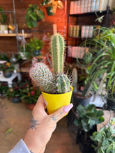 Load image into Gallery viewer, CACTI TRIO ASSORTMENT HOT BUY