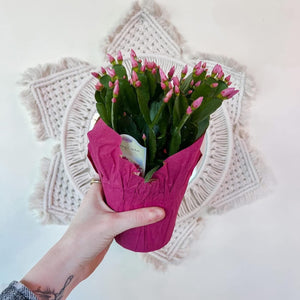 4” EASTER CACTUS