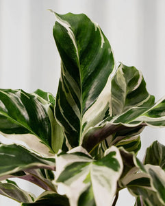 Calathea 'fusion White'