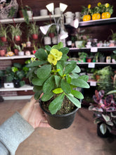Load image into Gallery viewer, YELLOW CROWN OF THORNS