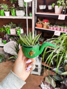 ST. PATTYS PIPE SUCCULENT PLANTER