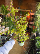 Load image into Gallery viewer, 6” DWARF JADE PLANT (LARGE AND BEAUTIFUL)