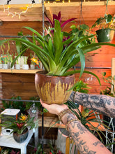 Load image into Gallery viewer, BROMELIAD GARDEN IN CERAMIC HOTTTTT BUYYYYY
