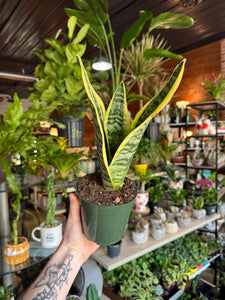 4” YELLOW EDGE SANSEVIERIA