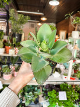 Load image into Gallery viewer, 4” BEAUTIFUL MOTHER OF THOUSANDS