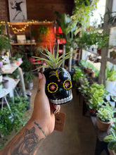 Load image into Gallery viewer, SUGAR SKULL WITH AIR PLANT
