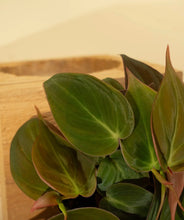 Load image into Gallery viewer, 4” PHILODENDRON MICANS