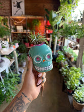Load image into Gallery viewer, SUGAR SKULL WITH AIR PLANT