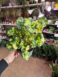 FARFUGIUM FIREFLY 6"