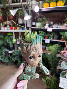 GROOT PLANTER WITH HAWORTHIA