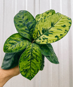 Homalomena 'Wallisii Camouflage'